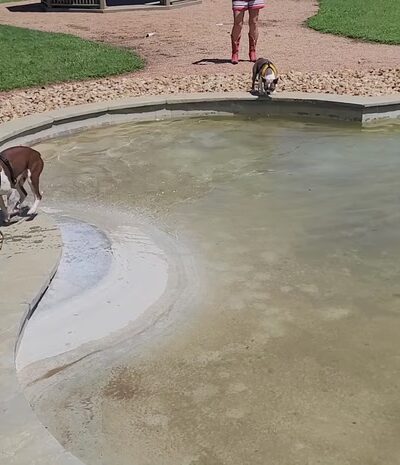 Animal Friends of Washington County veterinary clinic AND dog park - Brenham, TX