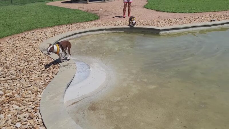 Animal Friends of Washington County veterinary clinic AND dog park - Brenham, TX