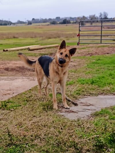 Animal Friends of Washington County veterinary clinic AND dog park - Brenham, TX