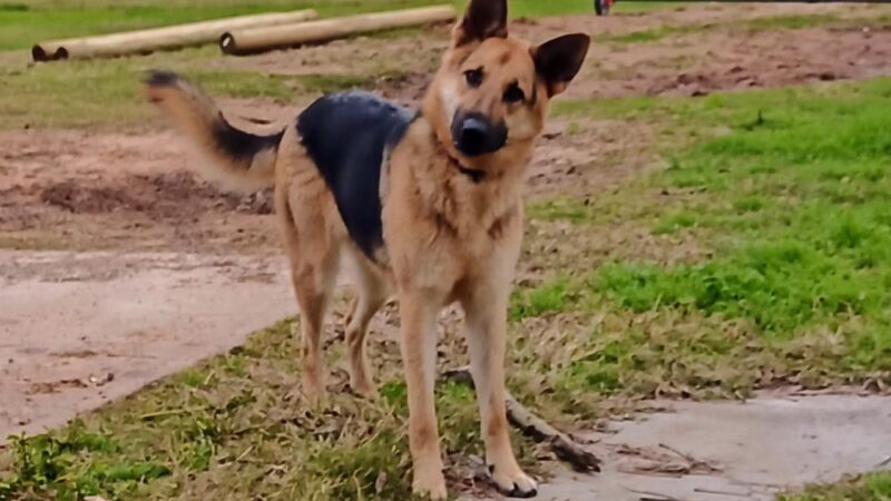Animal Friends of Washington County veterinary clinic AND dog park - Brenham, TX