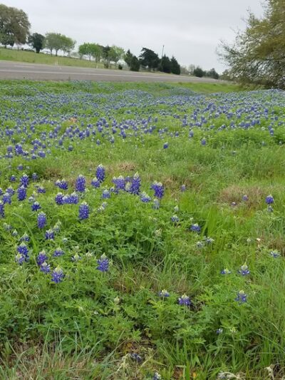 Animal Friends of Washington County veterinary clinic AND dog park - Brenham, TX