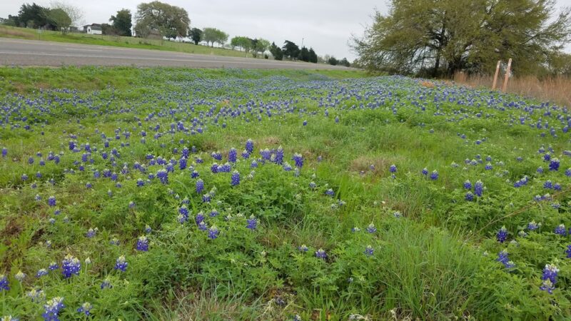 Animal Friends of Washington County veterinary clinic AND dog park - Brenham, TX