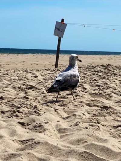 Mecox Beach - Bridgehampton, NY