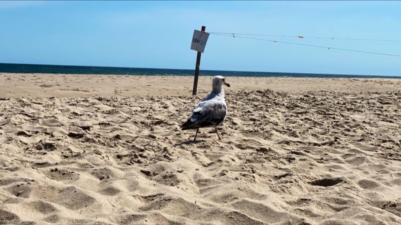 Mecox Beach - Bridgehampton, NY