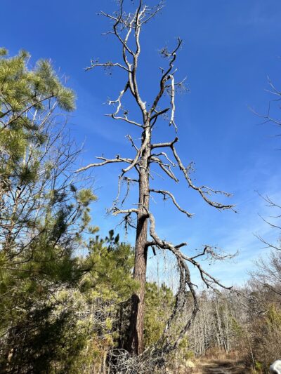 Holly Hills Nature Preserve - Bridgeton, NJ