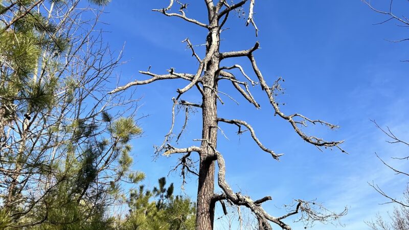 Holly Hills Nature Preserve - Bridgeton, NJ