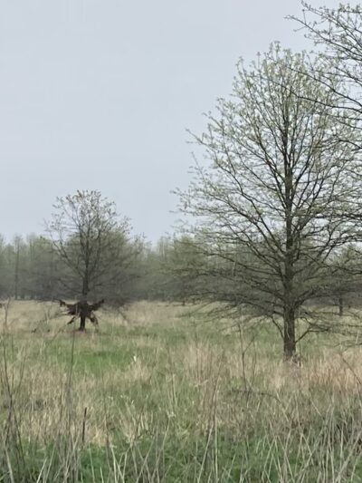 Finderne Wetlands - Bridgewater, NJ