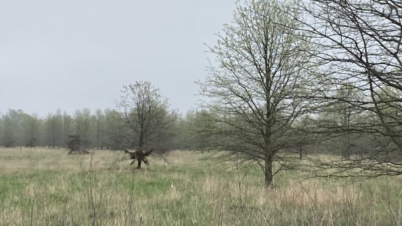 Finderne Wetlands - Bridgewater, NJ