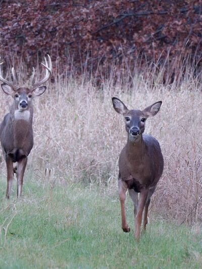 Finderne Wetlands - Bridgewater, NJ