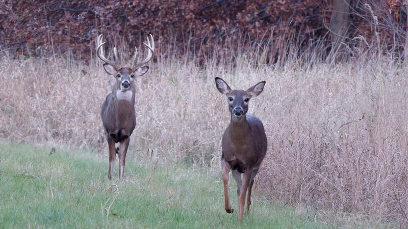 Finderne Wetlands - Bridgewater, NJ