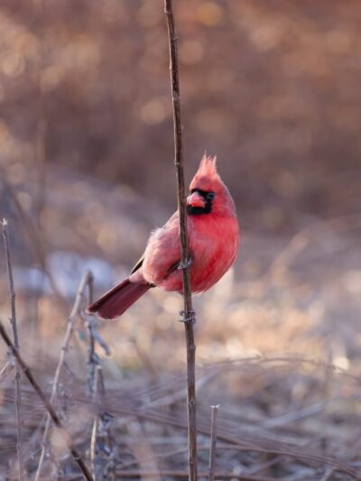 Finderne Wetlands - Bridgewater, NJ