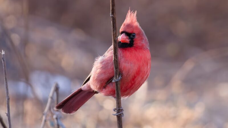 Finderne Wetlands - Bridgewater, NJ