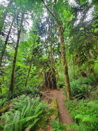 Dosewallips State Park - Brinnon, WA