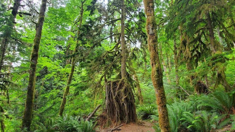 Dosewallips State Park - Brinnon, WA