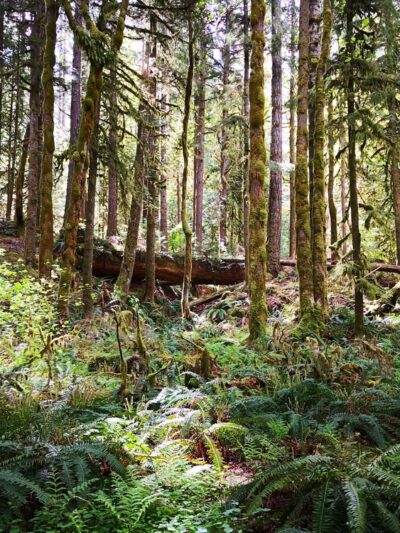 Ranger Hole Trailhead - Brinnon, WA