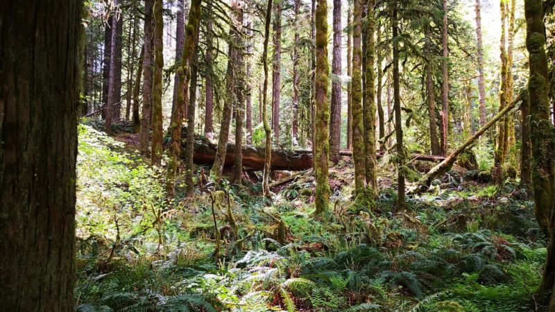 Ranger Hole Trailhead - Brinnon, WA