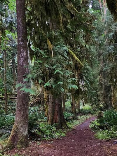 Ranger Hole Trailhead - Brinnon, WA