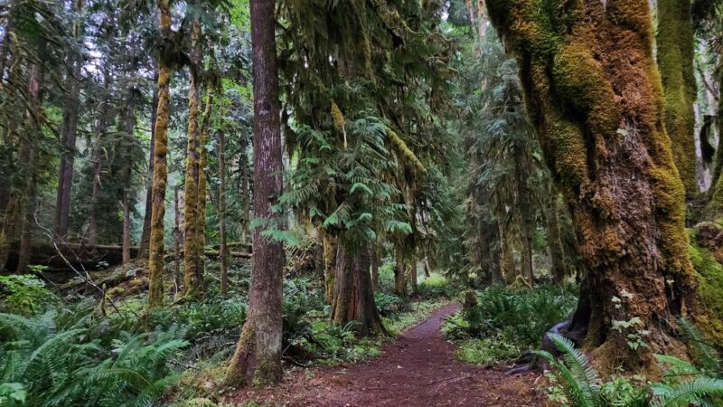 Ranger Hole Trailhead - Brinnon, WA