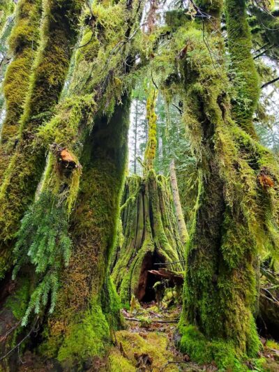 Ranger Hole Trailhead - Brinnon, WA