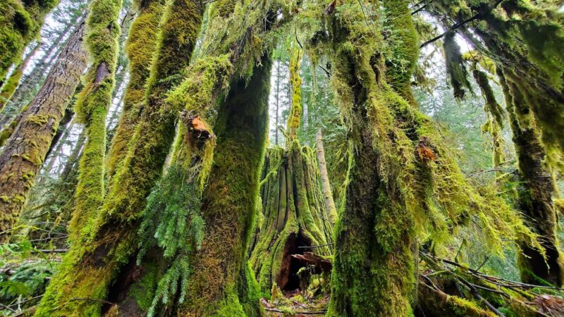Ranger Hole Trailhead - Brinnon, WA