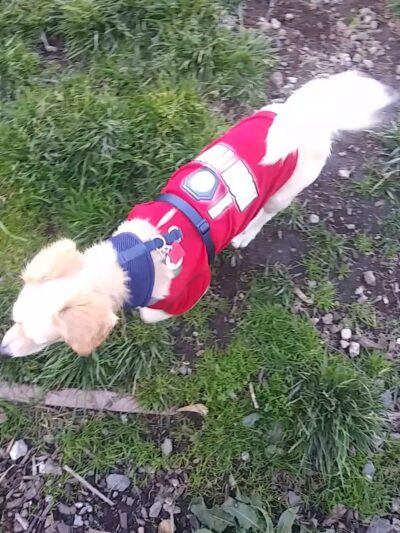 Brisbane Dog Park - Brisbane, CA