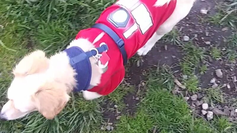 Brisbane Dog Park - Brisbane, CA