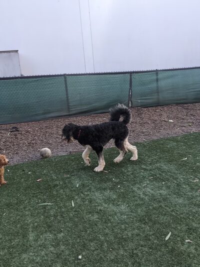 Brisbane Dog Park - Brisbane, CA