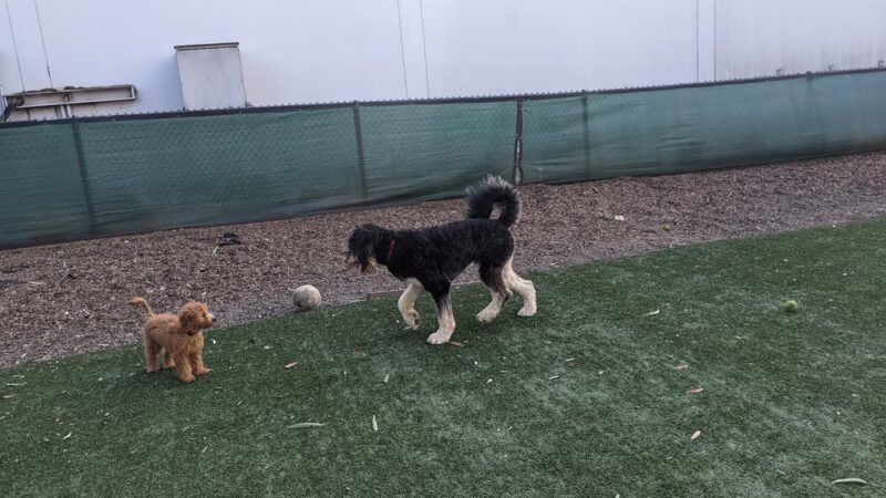 Brisbane Dog Park - Brisbane, CA