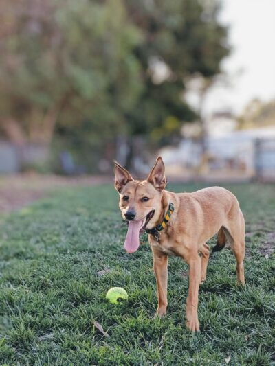 Brisbane Dog Park - Brisbane, CA