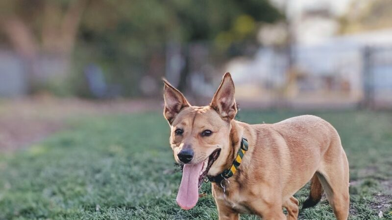 Brisbane Dog Park - Brisbane, CA