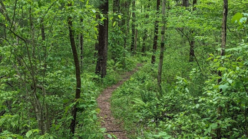 Pigeon Hill Preserve - Bristol, CT