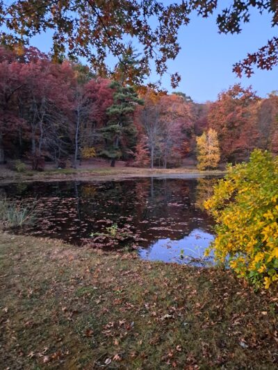 Pond At Rockwell Park - Bristol, CT