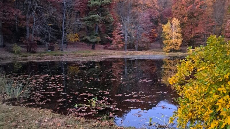 Pond At Rockwell Park - Bristol, CT