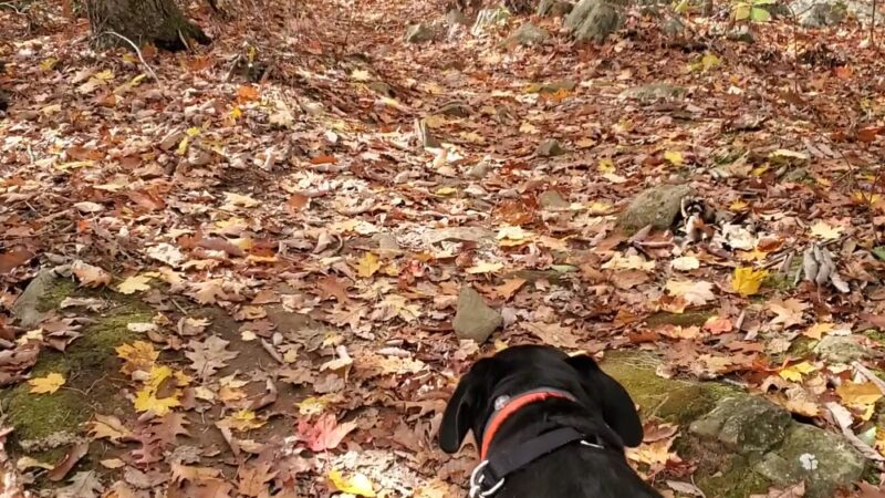 Tunxis Trail trailhead - Bristol, CT