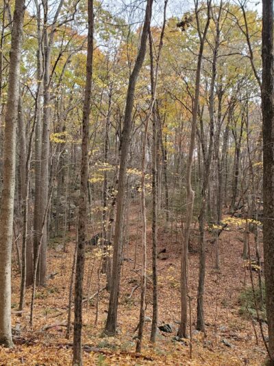 Tunxis Trail trailhead - Bristol, CT