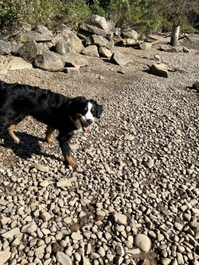 4 Paws Pet Corner - Bristol, PA