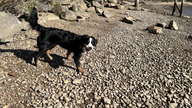 4 Paws Pet Corner - Bristol, PA