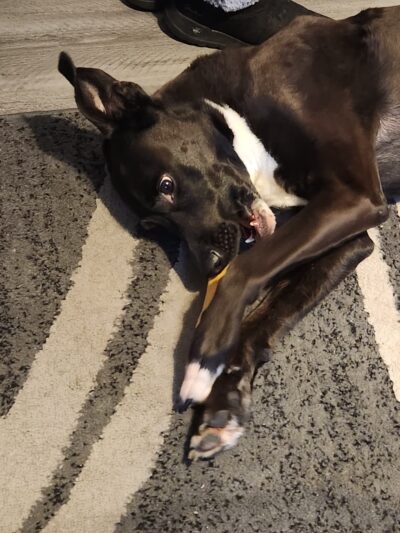 4 Paws Pet Corner - Bristol, PA