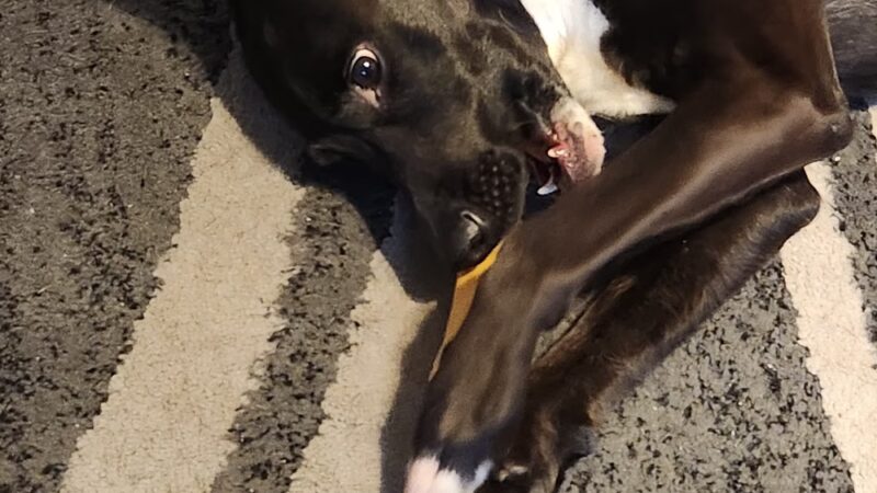 4 Paws Pet Corner - Bristol, PA