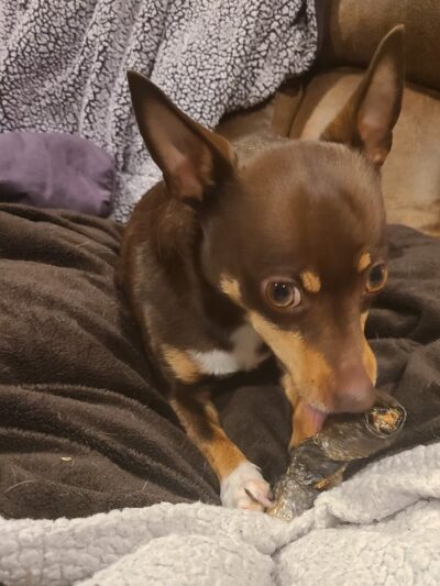 4 Paws Pet Corner - Bristol, PA