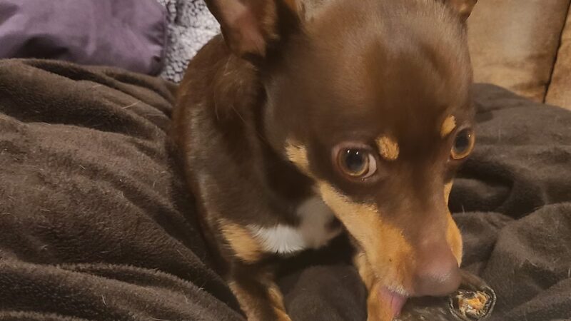 4 Paws Pet Corner - Bristol, PA