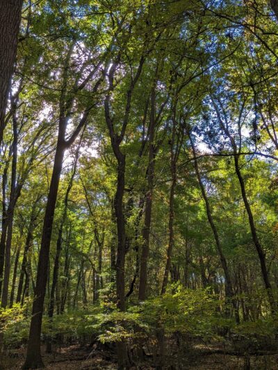 Delhaas Woods - Bristol, PA