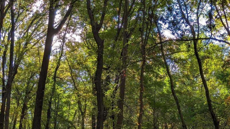 Delhaas Woods - Bristol, PA