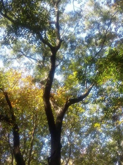 Delhaas Woods - Bristol, PA