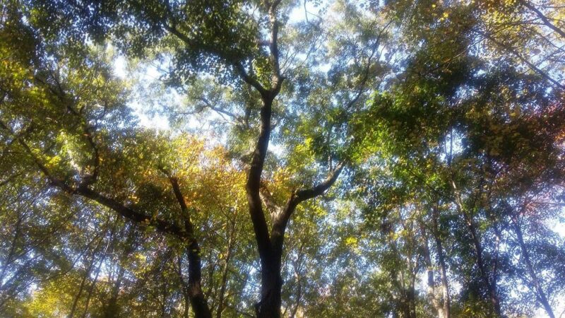 Delhaas Woods - Bristol, PA