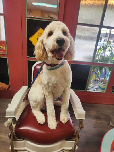 Digger Dog's Pet Grooming - Bristol, PA
