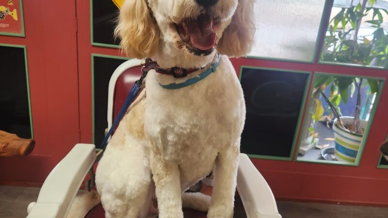 Digger Dog's Pet Grooming - Bristol, PA