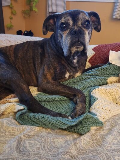 Digger Dog's Pet Grooming - Bristol, PA