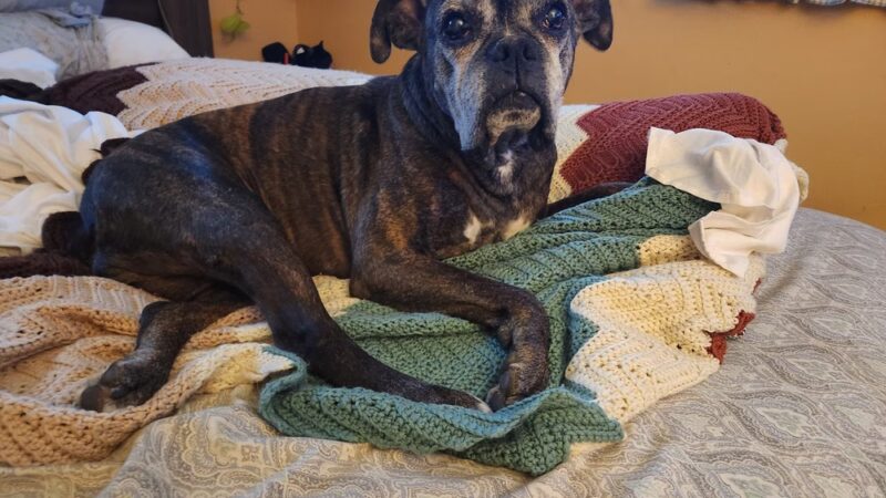 Digger Dog's Pet Grooming - Bristol, PA