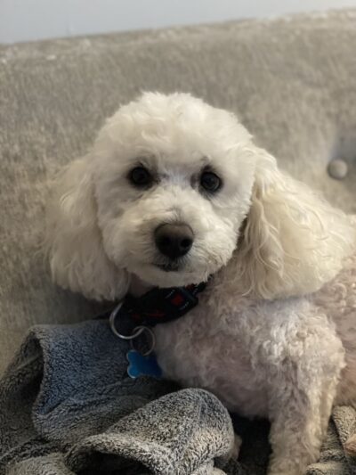 Digger Dog's Pet Grooming - Bristol, PA